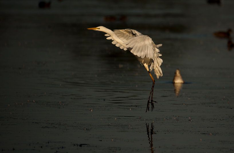 witte reiger van Rando Kromkamp