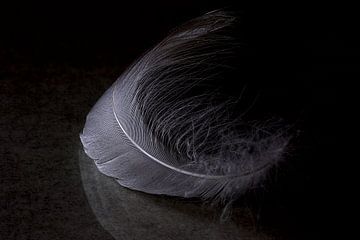 white feather by Anneliese Grünwald-Märkl