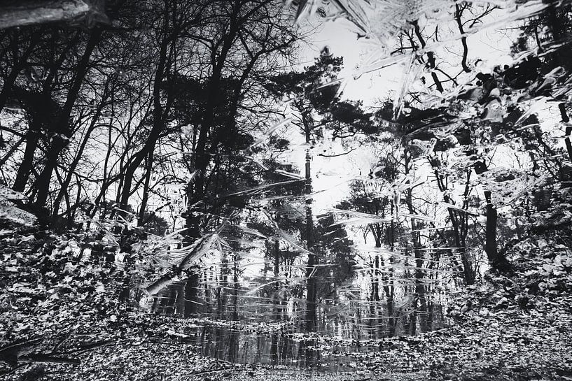 Photo noir et blanc d'arbres dans un lac gelé par Paul van Putten