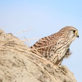 Torenvalk in het zonnetje von Bjorn Alards