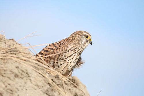Torenvalk in het zonnetje