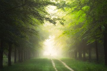 Het nevelige bos in van Fabrizio Micciche