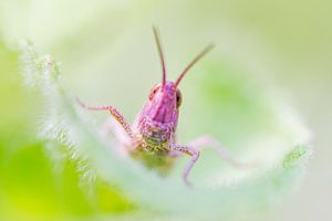 Een roze sprinkhaan van Danny Slijfer Natuurfotografie