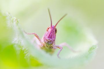 Ein rosa Grashüpfer von Danny Slijfer Natuurfotografie