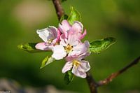 appelbloesem in de Philips fruittuin