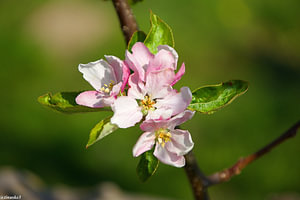 appelbloesem in de Philips fruittuin