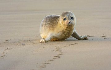 Verdrietige Gewone Zeehond