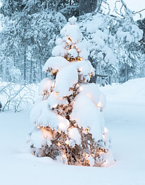 Enchanting Christmas Tree in the Finnish Snow by Nancy Pauwels Photo