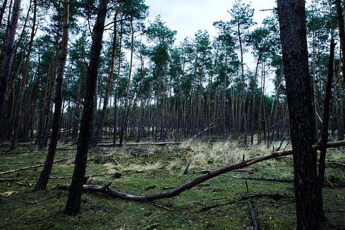 Deelerwoud, Veluwe Gelderland