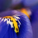 Kleurrijk paars van Marlies Prieckaerts thumbnail