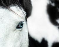 Paard. Close-up.