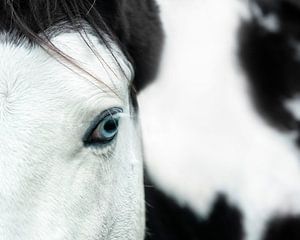 Paard. Close-up. van Vincent Willems