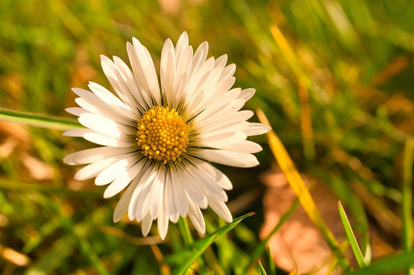 Gänseblümchen auf einer Wiese von Martin Köbsch