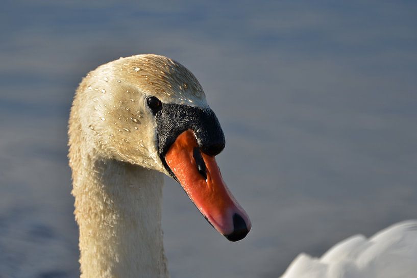 Zwaan von Frank de Ridder