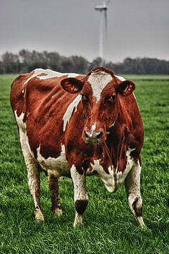 De ''wat moet je nou'' koe