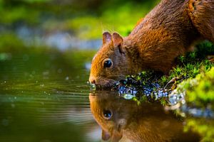 Eichhörnchen trinkt Wasser von Mario Visser