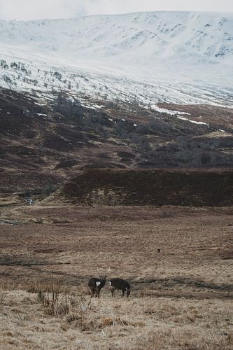 Zika herten in de Cairngorms