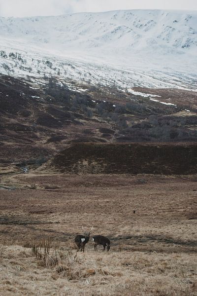 Zika cerf dans les Cairngorms par Paulien van der Werf