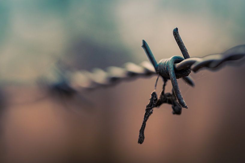 Barbwire in Spring by Vincent van den Hurk