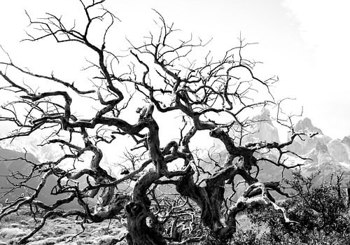 patagonia wild beauty #13