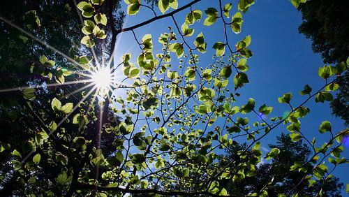 Sun shines through green beech leaves in spring