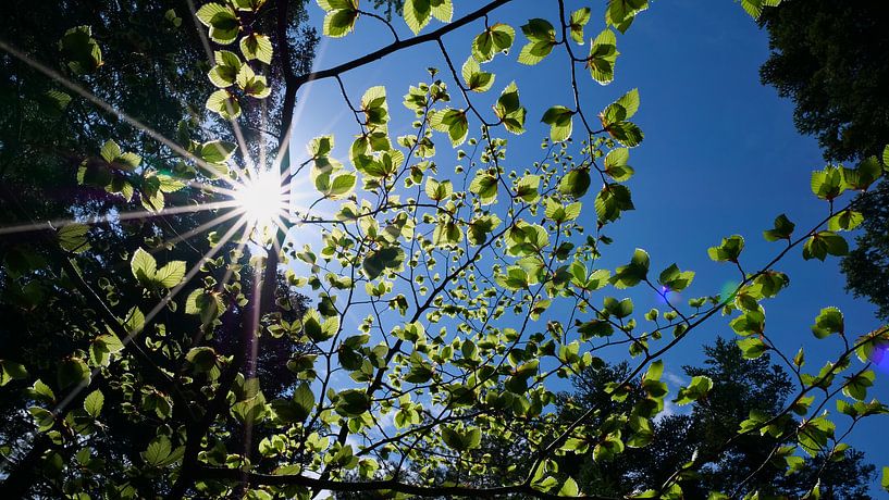 Le soleil brille à travers les feuilles vertes des hêtres au printemps par Timon Schneider