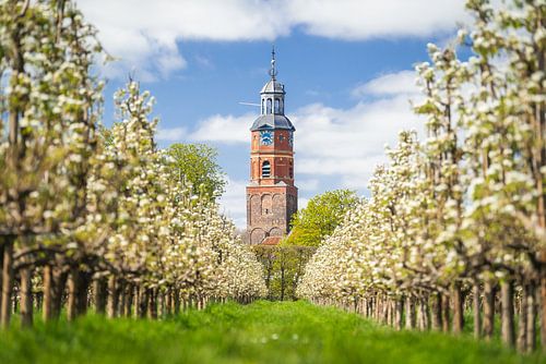Bloesem Boomgaard