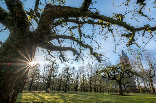 Fruitboomgaard bij kerk