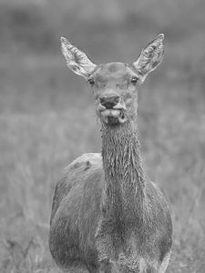 Hind in Schwarz-Weiß