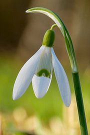 Sneeuwklokje von Sabrina Geerling