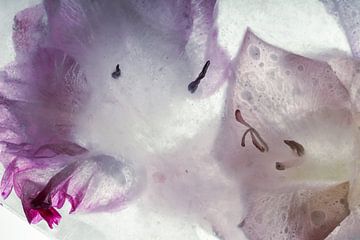 Gladiolen in ijs 2 van Marc Heiligenstein