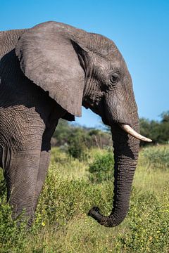 Close-up van een olifant in de natuur van Afrika van Chihong