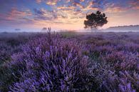 On the purple heath by Sven Broeckx thumbnail