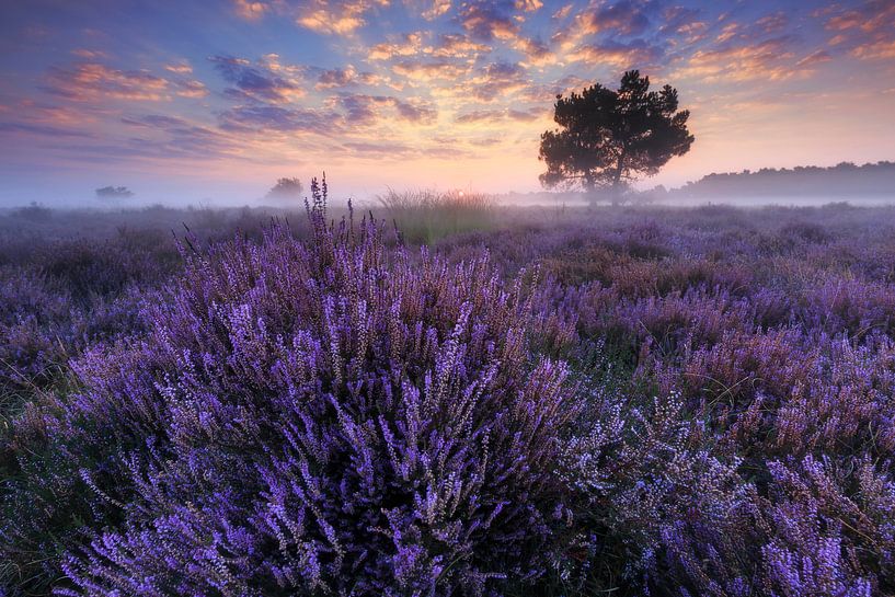 On the purple heath by Sven Broeckx