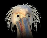 Pelikaan, Bad hairday ...