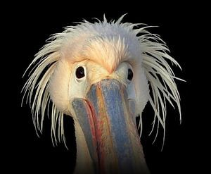 Pelikaan, Bad hairday ... sur Annelies Schreuder