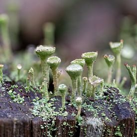 Het Miniatuurwoud: Bekertjesmos van Lex van Doorn
