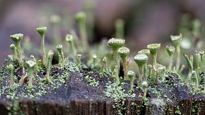 Miniatur-Wald