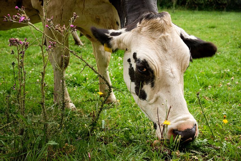 Grazing cow by Steven Van Aerschot