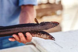 a fishmonger presents smoked eel by Studio17