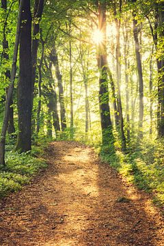 Sentier forestier vers le soleil sur Tobias Luxberg