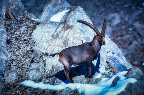 De heer van de Alpen