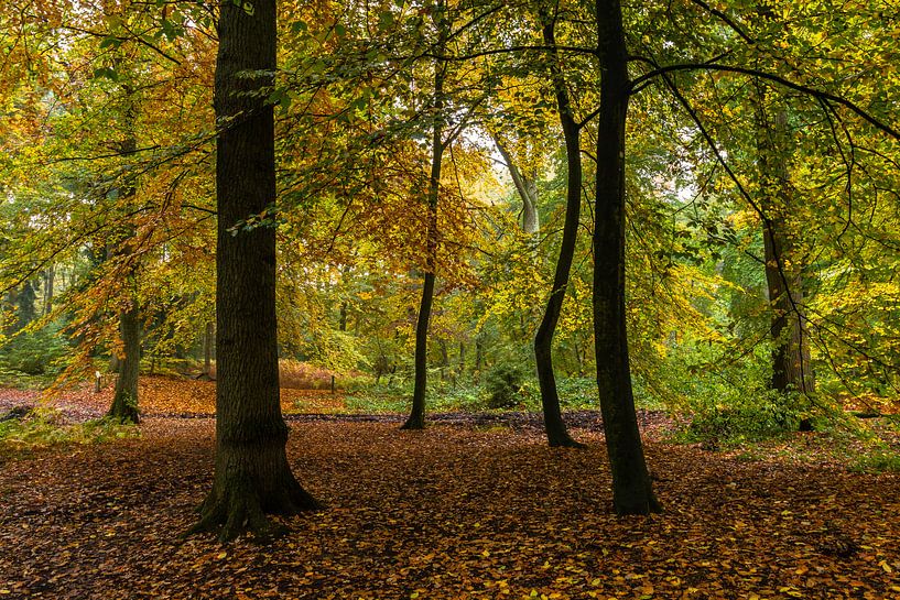 Autumn Dance van William Mevissen