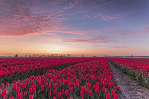Champs de tulipes rouges à l'aube colorée, avec des moulins à vent à Schermerhorn, aux Pays-Bas