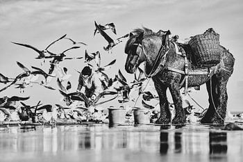 Krabbenfischer auf dem Pferderücken in hohem Kontrast