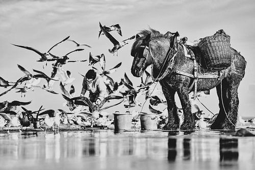Pêcheur de crevettes à cheval en fort contraste