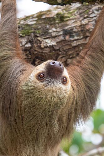 Een directe blik – tweevingerige luiaard in de amandelboom