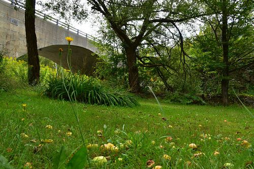 Het park in de zomer