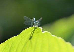 Agrion de mercure fer à cheval