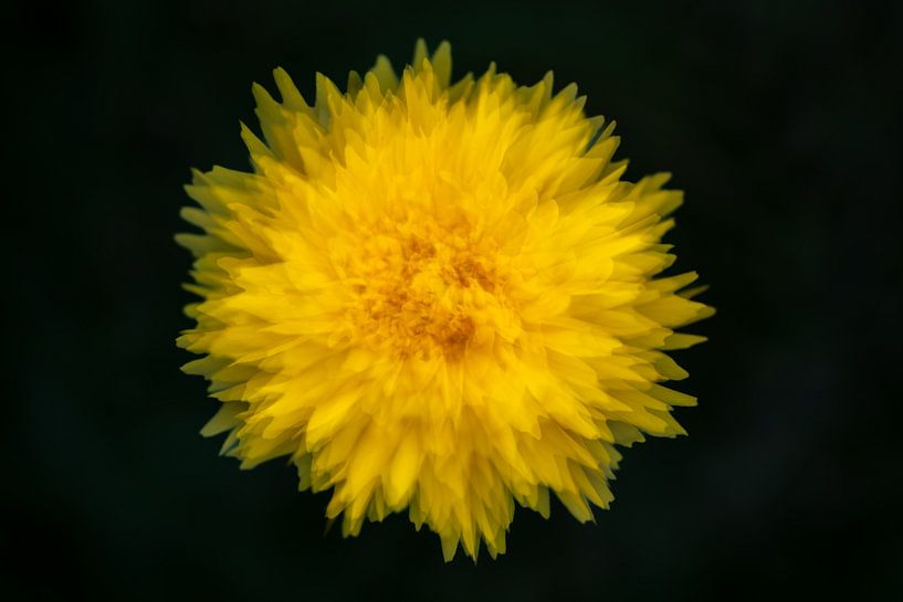 Augen der Mädchen von Christien van der Veen Fotografie